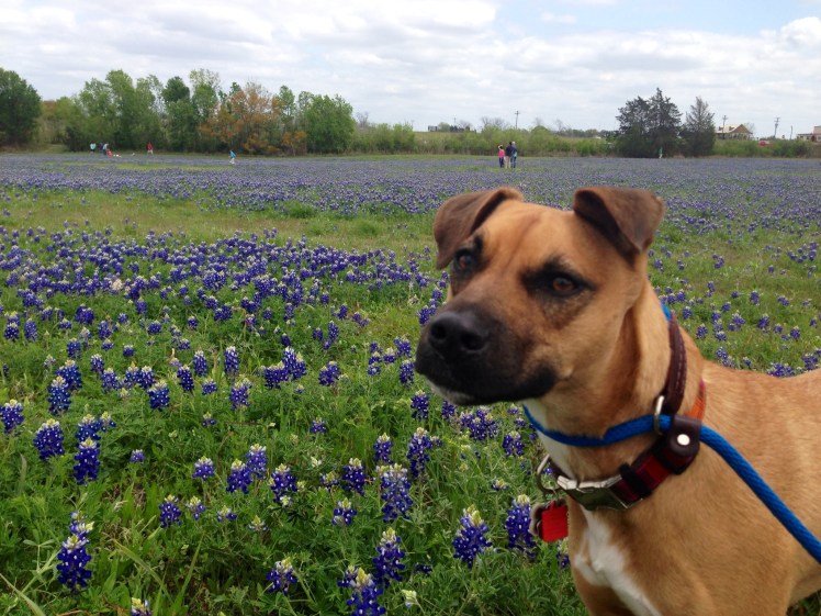 Brix & Blue Bonnets 